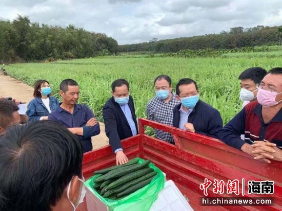 夏芒村最新新聞
