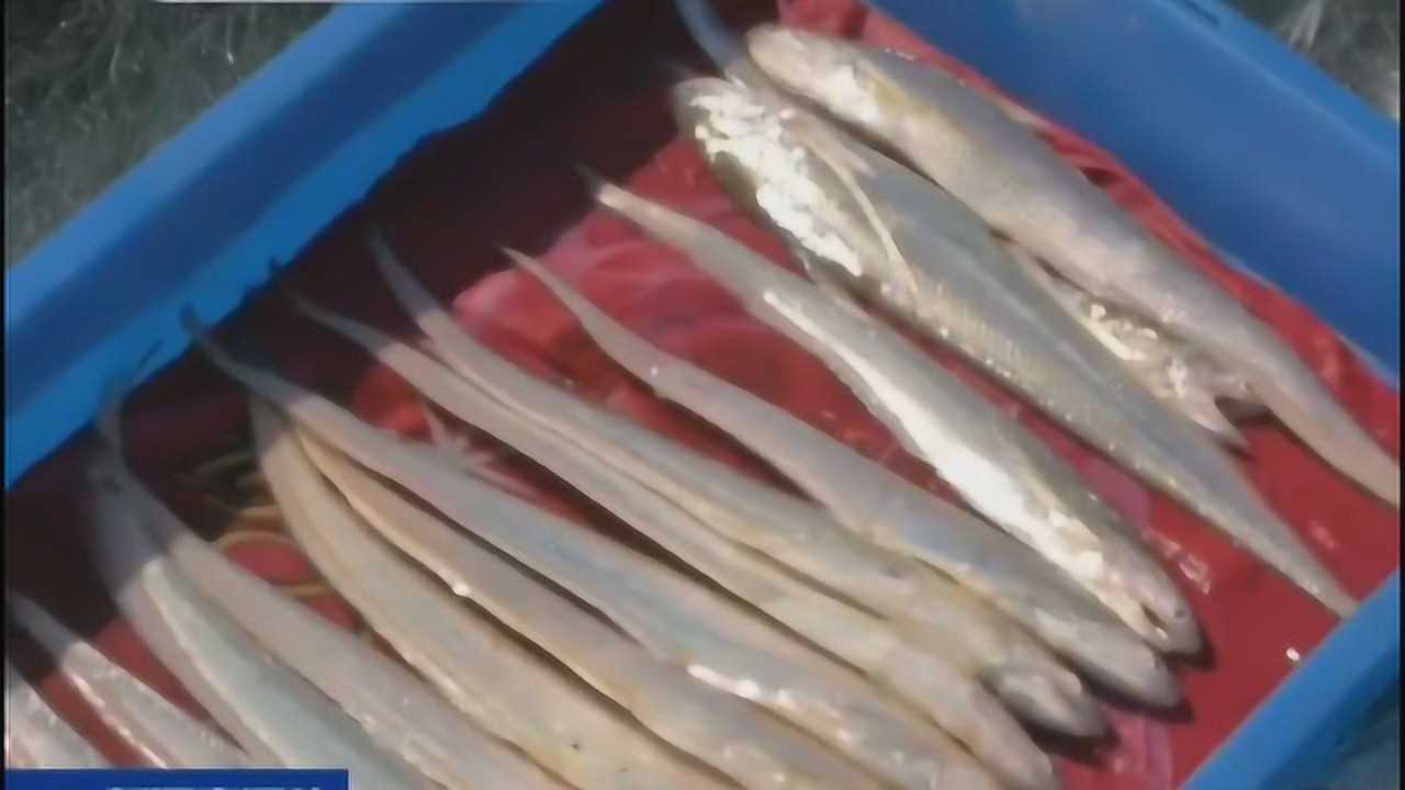 刀魚產(chǎn)業(yè)最新動態(tài)與市場趨勢解析