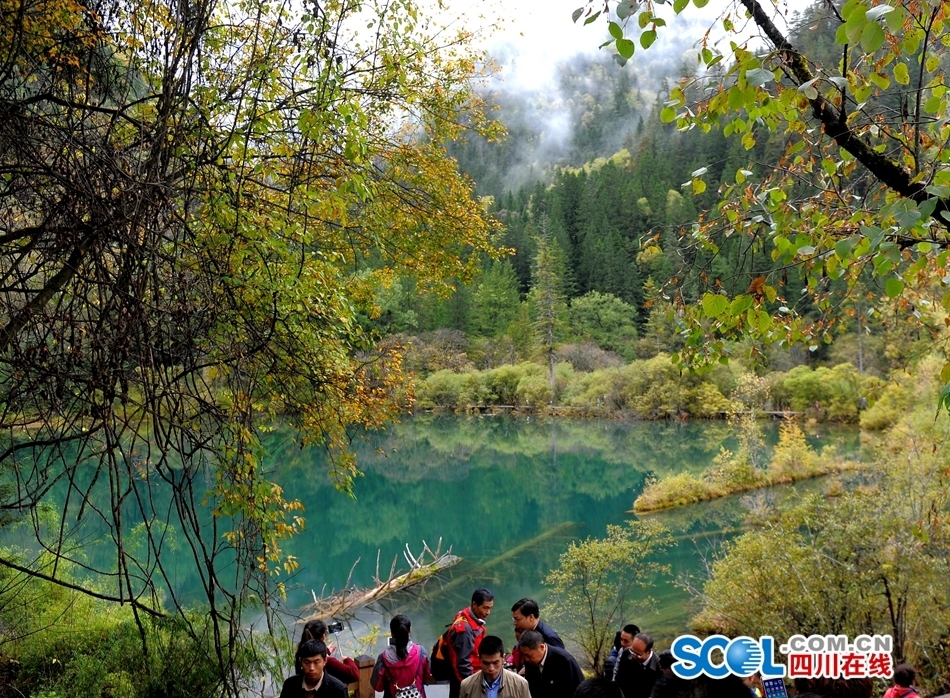 森林2最新動態(tài)，揭開未來面紗，探索神秘之旅