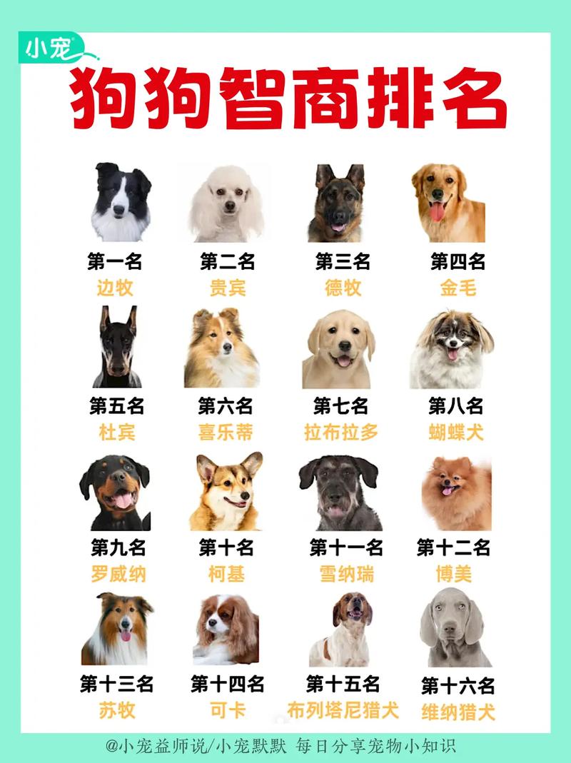 最新狗狗智商排行榜揭曉，犬類智慧新篇章探索