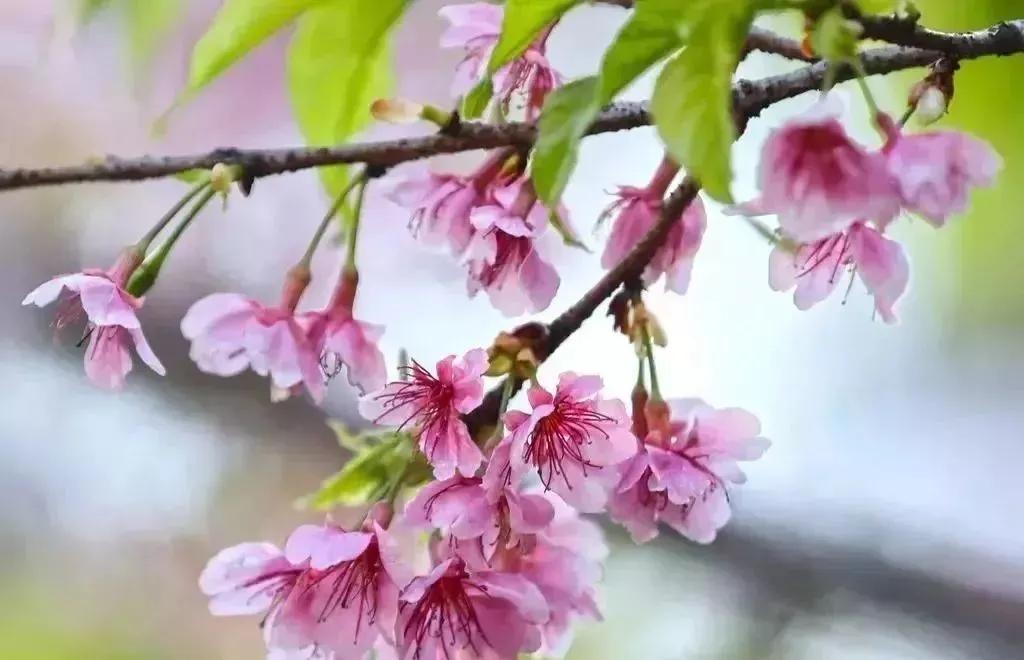 廈門疫情最新通報(bào)，堅(jiān)定信心，攜手共抗疫情