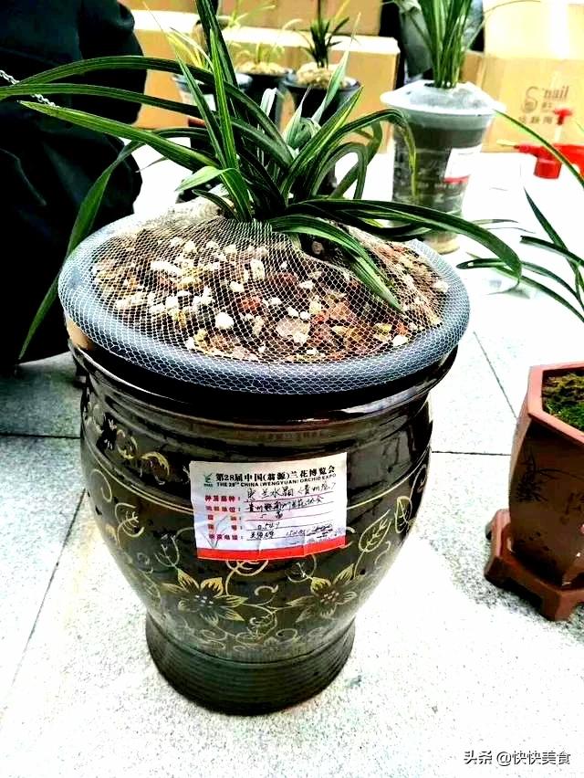 貴州龍叫最新動(dòng)態(tài)揭秘，探尋神秘現(xiàn)象背后的傳奇故事