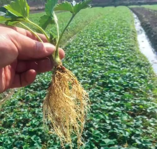 萊苗生物最新動(dòng)態(tài)，引領(lǐng)生物科技新篇章