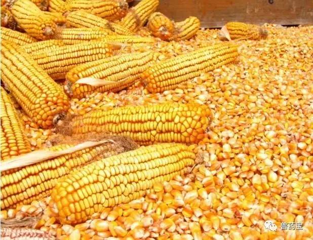 濰坊玉米價格最新行情分析