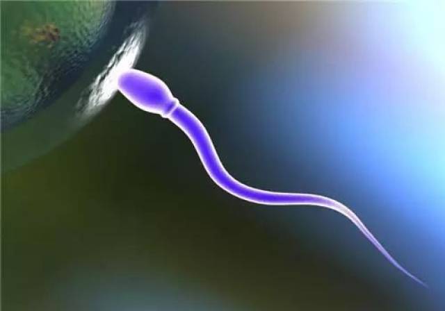 精子窩最新地址探索與解析揭秘