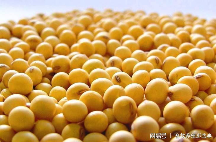 大豆補貼最新消息2019，政策調(diào)整與市場趨勢分析